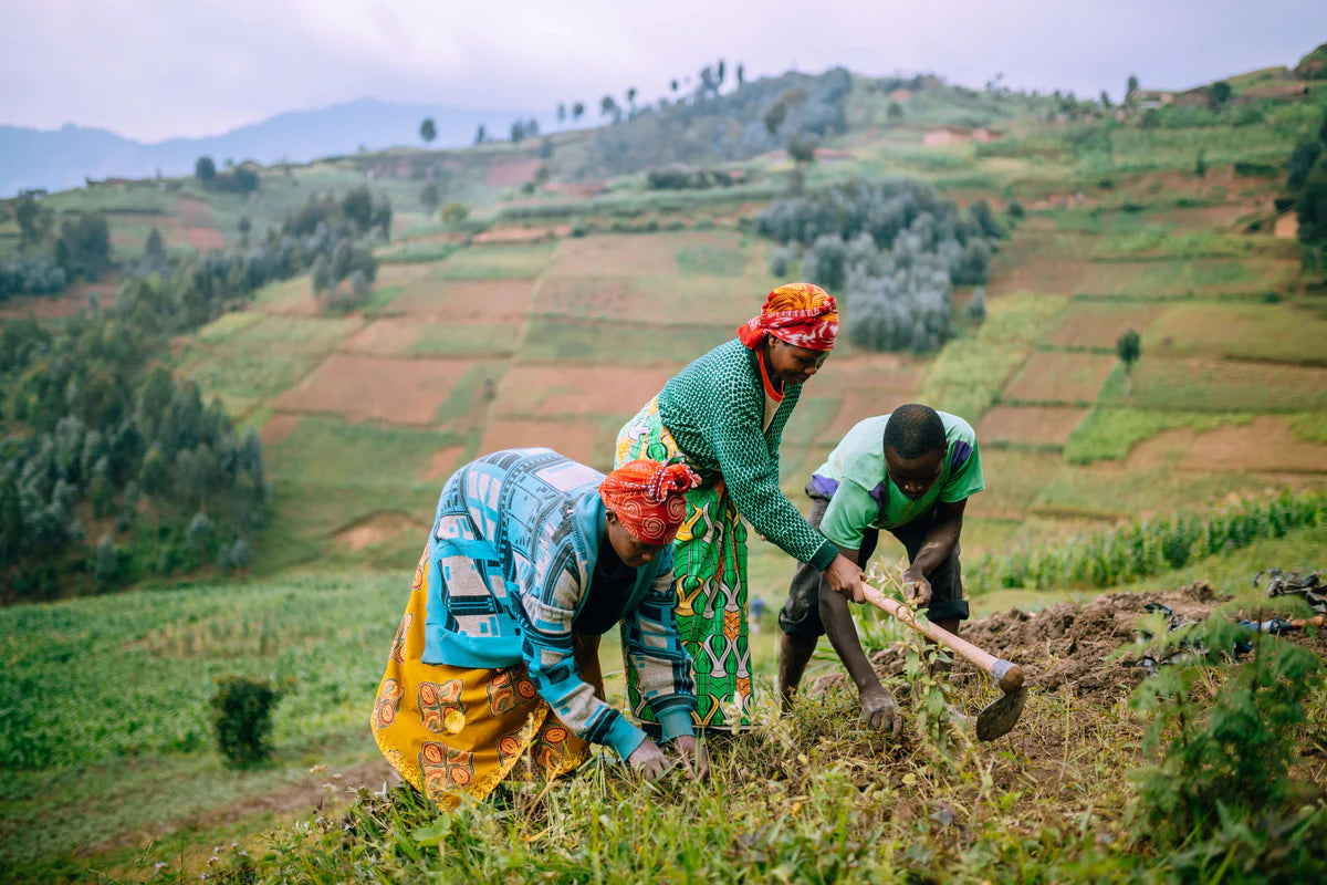 Three people working together in a field planting seeds